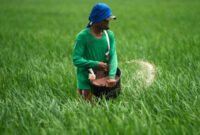 Seorang petani melemparkan pupuk ke sawah di sawah di Subang, Jawa Barat, 20 Januari 2011.(Foto: REUTERS/Beawiharta)