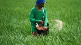 Seorang petani melemparkan pupuk ke sawah di sawah di Subang, Jawa Barat, 20 Januari 2011.(Foto: REUTERS/Beawiharta)