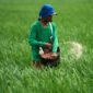Seorang petani melemparkan pupuk ke sawah di sawah di Subang, Jawa Barat, 20 Januari 2011.(Foto: REUTERS/Beawiharta)