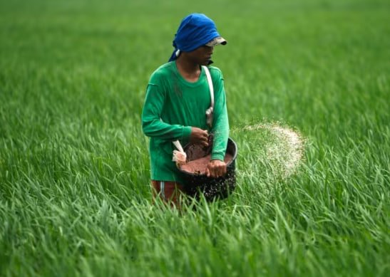 Seorang petani melemparkan pupuk ke sawah di sawah di Subang, Jawa Barat, 20 Januari 2011.(Foto: REUTERS/Beawiharta)