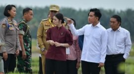 Wakil Presiden (Wapres) Gibran Rakabuming didampingi Selvi Ananda meninjau penggunaan mesin penanam padi atau rice transplanter di area persawahan Desa Aman Damai, Kecamatan Sirapit, Kabupaten Langkat, Provinsi Sumatera Utara, Selasa (24/12/2024).
