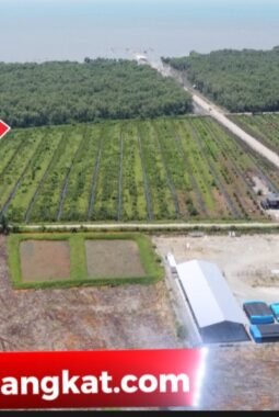 Sssstt..Oknum Kapolsek Diduga Garap Hutan Lindung,Tanam Sawit di Pesisir Bubun