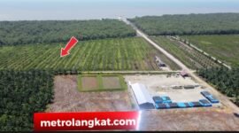 Foto : Lahan sawit milik oknum Kapolsek di Desa Bubun, Kecamatan Tanjungpura. Tampak kawasan hutan larangan atau zona hijau telah disulap menjadi perkebunan kelapa sawit.(rafii)