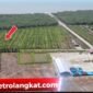 Foto : Lahan sawit milik oknum Kapolsek di Desa Bubun, Kecamatan Tanjungpura. Tampak kawasan hutan larangan atau zona hijau telah disulap menjadi perkebunan kelapa sawit.(rafii)