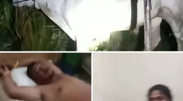 Curi Lembu Warga Salapian, Pasangan Kekasih Terjungkal ke Parit Dikejar Massa